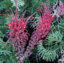 Load image into Gallery viewer, GREVILLEA PICK O THE CROP
