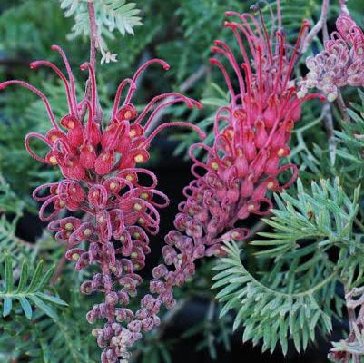 GREVILLEA PICK O THE CROP