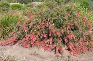 GREVILLEA PICK O THE CROP