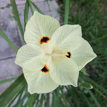 Load image into Gallery viewer, DIETES BICOLOR 1.5L
