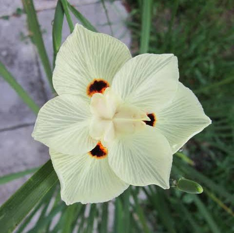 DIETES BICOLOR 1.5L