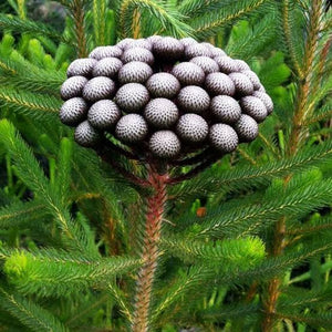 BRUNIA ALBIFLORA