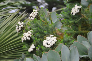 BRUNIA ALBIFLORA