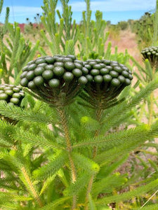 BRUNIA ALBIFLORA