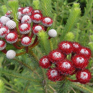 BRUNIA STOKOEII RUBY RED