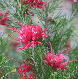 GREVILLEA SCARLET SPRITE 3.5L