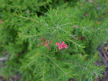 Load image into Gallery viewer, GREVILLEA SCARLET SPRITE 3.5L
