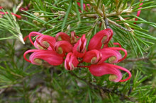 Load image into Gallery viewer, GREVILLEA SCARLET SPRITE 3.5L
