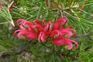 GREVILLEA SCARLET SPRITE 3.5L