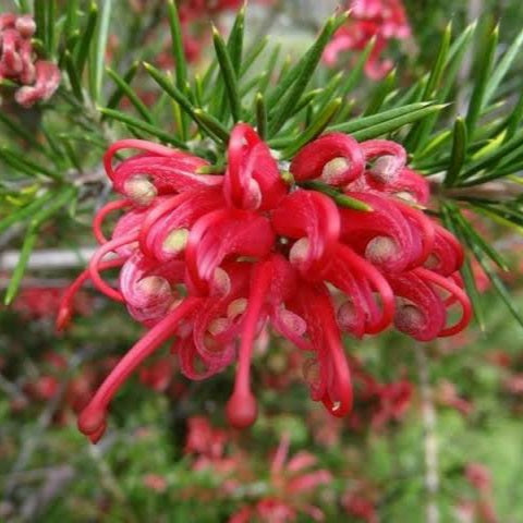 GREVILLEA SCARLET SPRITE 3.5L