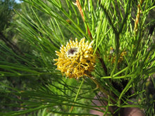 Load image into Gallery viewer, ISOPOGON ANETHIFOLIUS DRUMSTICK BUSH
