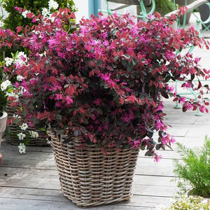 LOROPETALUM FIREDANCE 3.5L