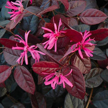 Load image into Gallery viewer, LOROPETALUM FIREDANCE 3.5L
