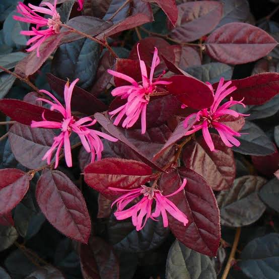 LOROPETALUM FIREDANCE 3.5L