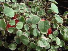 Load image into Gallery viewer, FUCHSIA PROCUMBENS VARIEGATA 1.5L
