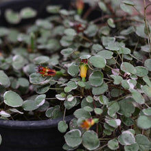 Load image into Gallery viewer, FUCHSIA PROCUMBENS VARIEGATA 1.5L
