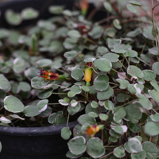 FUCHSIA PROCUMBENS VARIEGATA 1.5L