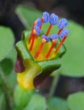 Load image into Gallery viewer, FUCHSIA PROCUMBENS VARIEGATA 1.5L
