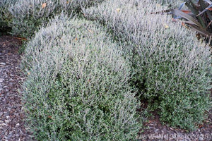 COROKIA SILVER GHOST