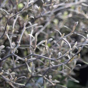 COROKIA SILVER GHOST