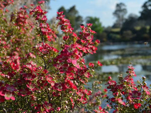 LEPTOSPERMUM OUTRAGEOUS 6.0L