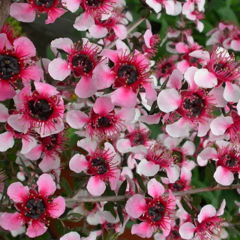 LEPTOSPERMUM MESMER EYES 3.5L