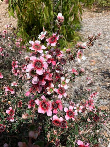 LEPTOSPERMUM MESMER EYES 3.5L