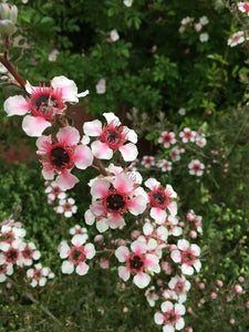 LEPTOSPERMUM MESMER EYES 3.5L