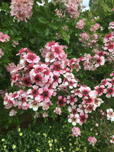 Load image into Gallery viewer, LEPTOSPERMUM MESMER EYES 3.5L
