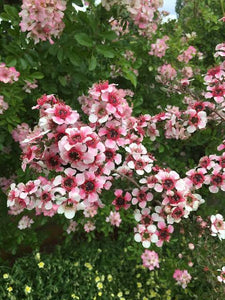 LEPTOSPERMUM MESMER EYES 3.5L