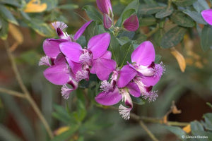 POLYGALA MYRTIFOLIA GRANDIS