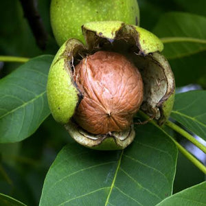 JUGLANS REGIA ENGLISH WALNUT PB28