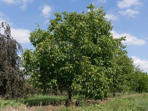 JUGLANS REGIA ENGLISH WALNUT PB28