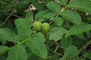 JUGLANS REGIA ENGLISH WALNUT PB28