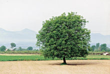 Load image into Gallery viewer, JUGLANS REGIA ENGLISH WALNUT PB28
