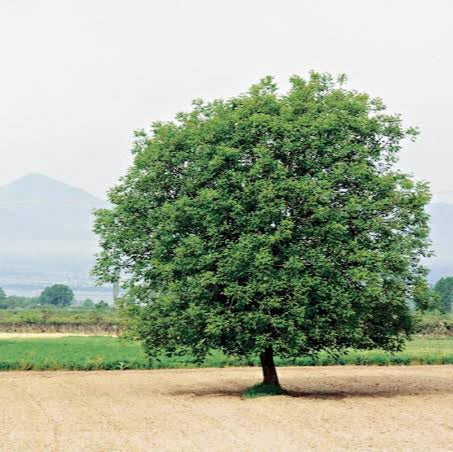 JUGLANS REGIA ENGLISH WALNUT PB28