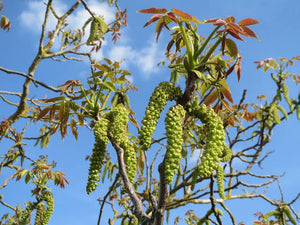 JUGLANS REGIA ENGLISH WALNUT PB28