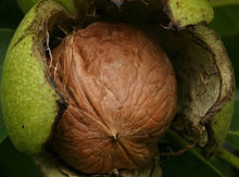 Load image into Gallery viewer, JUGLANS REGIA ENGLISH WALNUT PB28
