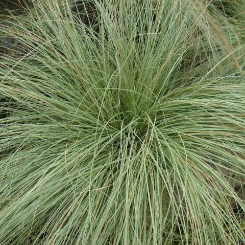 CAREX COMANS GREEN MAUREA 12CM