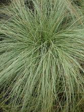 Load image into Gallery viewer, CAREX COMANS GREEN MAUREA 12CM
