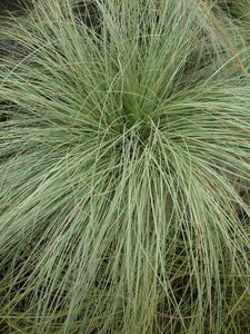 CAREX COMANS GREEN MAUREA 12CM