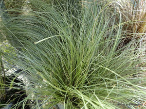 CAREX COMANS GREEN MAUREA 12CM