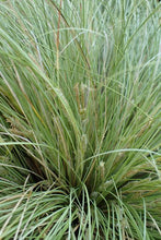 Load image into Gallery viewer, CAREX COMANS GREEN MAUREA 12CM
