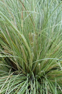 CAREX COMANS GREEN MAUREA 12CM