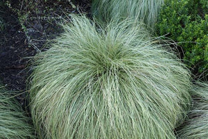 CAREX COMANS GREEN MAUREA 12CM