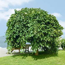 Load image into Gallery viewer, ULMUS GLABRA PENDULA WEEPING ELM PB40
