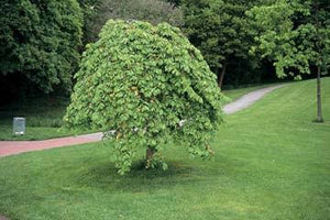 ULMUS GLABRA PENDULA WEEPING ELM PB40