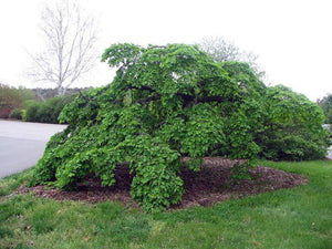 ULMUS GLABRA PENDULA WEEPING ELM PB40