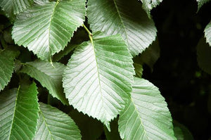 ULMUS GLABRA PENDULA WEEPING ELM PB40