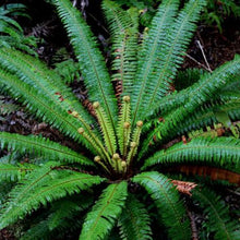 Load image into Gallery viewer, BLECHNUM DISCOLOR PIUPIU 14CM
